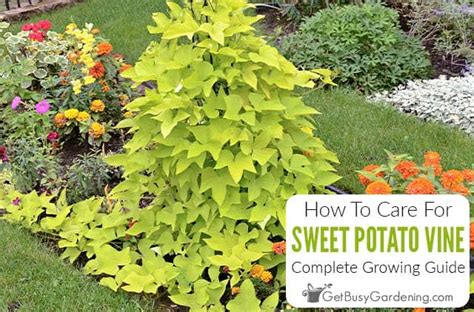 what plants are similar to sweet potota vines